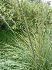 Muhlenbergia rigens