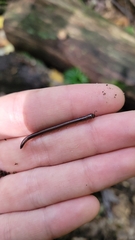 Cylindroiulus punctatus