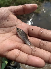 Poecilia latipinna