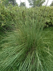 Muhlenbergia rigens