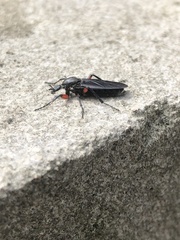 Bibio femoratus
