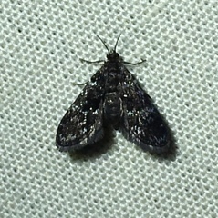 Elophila tinealis