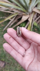 Dendropsophus elegans