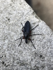 Bibio femoratus