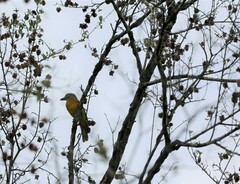 Malaconotus blanchoti