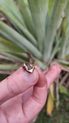 Dendropsophus elegans