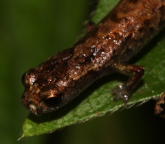 Cryptotriton nasalis