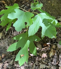 Hydrangea quercifolia