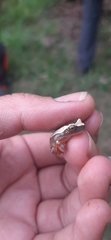 Dendropsophus elegans