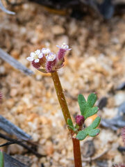 Trachymene cyanopetala