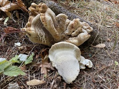 Bondarzewia occidentalis