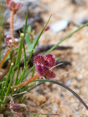 Trachymene cyanopetala