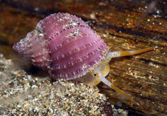Scalptia obliquata