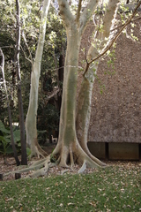 Ficus sycomorus subsp. sycomorus image
