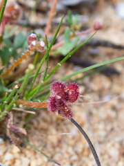 Trachymene cyanopetala