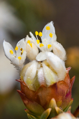 Lachnaea naviculifolia