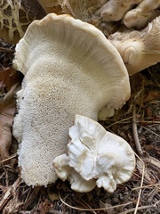 Bondarzewia occidentalis