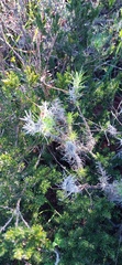 Leysera gnaphalodes