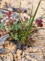 Trachymene cyanopetala