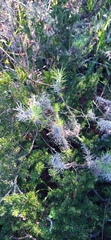 Leysera gnaphalodes