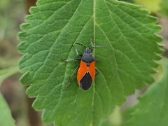 Melanopleurus bicolor