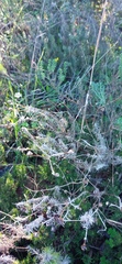 Leysera gnaphalodes