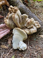 Bondarzewia occidentalis