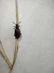 Lagria villosa