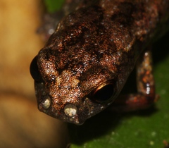 Cryptotriton nasalis