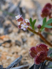 Trachymene cyanopetala