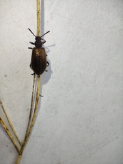 Lagria villosa
