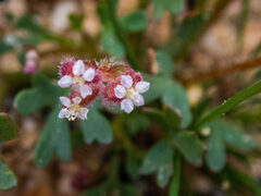 Trachymene cyanopetala