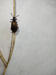 Lagria villosa