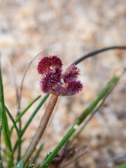Trachymene cyanopetala
