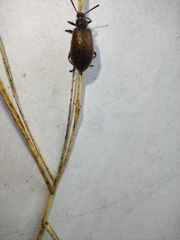 Lagria villosa