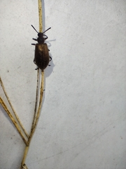 Lagria villosa