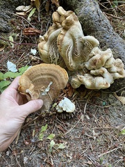 Bondarzewia occidentalis