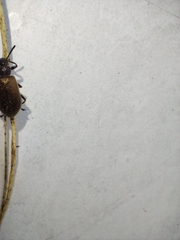Lagria villosa