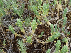 Crucianella maritima