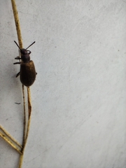 Lagria villosa
