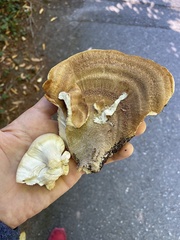 Bondarzewia occidentalis