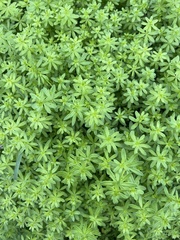 Galium