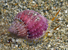 Scalptia obliquata