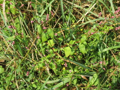 Persicaria posumbu