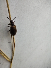 Lagria villosa