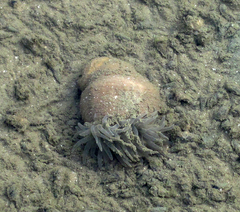 Paracondylactis sinensis