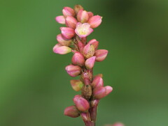 Persicaria posumbu