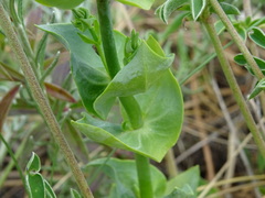 Blackstonia perfoliata