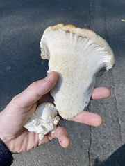 Bondarzewia occidentalis