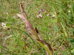 Serapias parviflora